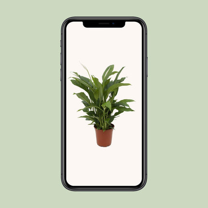Spathiphyllum Torelli - Giglio della pace - ↕65cm - Ø17cm