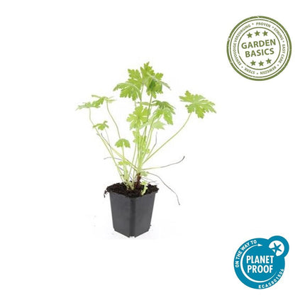 Geranium macrorrhizum - ↕10-25cm - Ø9cm - 60x