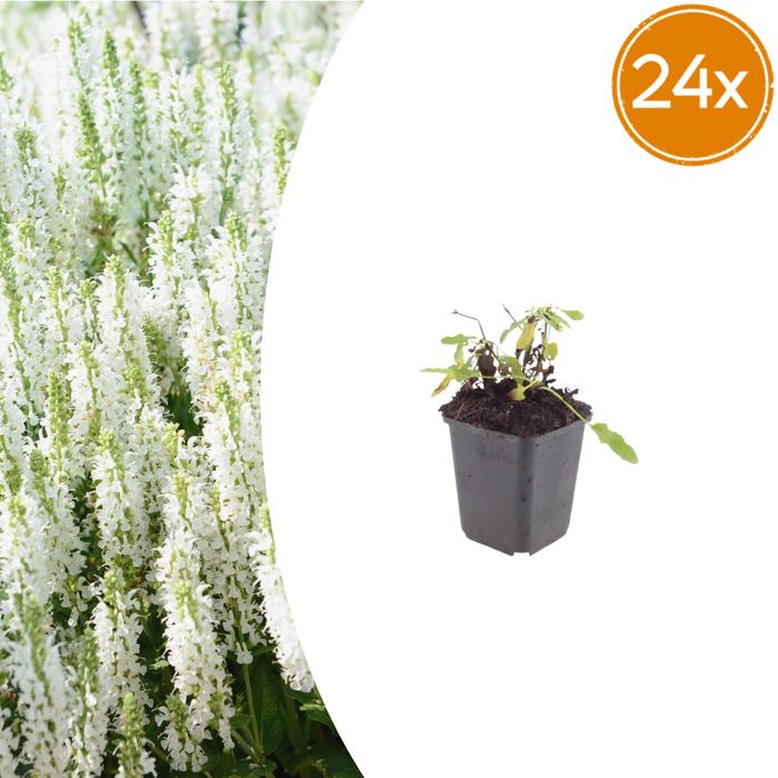 Salvia nemorosa 'Schneehugel' - ↕10-25cm - Ø9cm - 24x