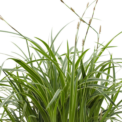 Carex morrowii 'Ice Dance' - ↨30cm - Ø14 - 3x