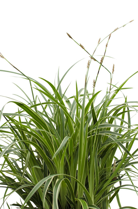 Carex morrowii 'Ice Dance' - ↨30cm - Ø14 - 3x