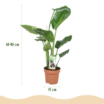 Strelitzia Nicolai - Bird of Paradise flower - ↕70-90cm - Ø17cm - 2x