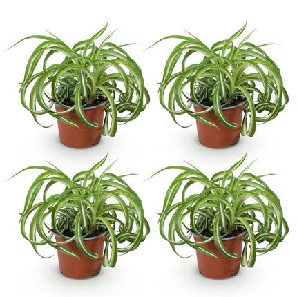 Chlorophytum comosum Bonnie – Graslilie – ↕20–25 cm – Ø12 cm – 4x