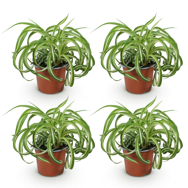 Chlorophytum comosum Bonnie - Lirio de hierba - ↕20-25cm - Ø12cm - 4x