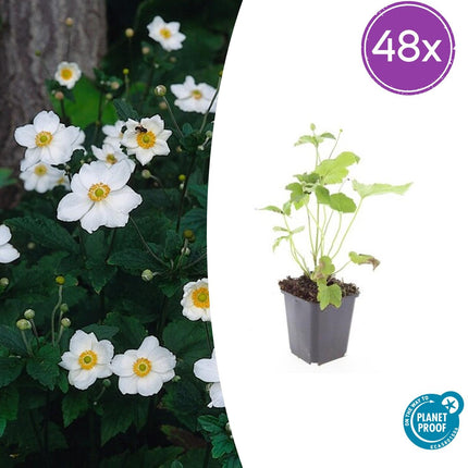 Anemone hybrida 'Honorine Jobert' - Herfstanemoon - ↕10-25cm - Ø9cm - 48x
