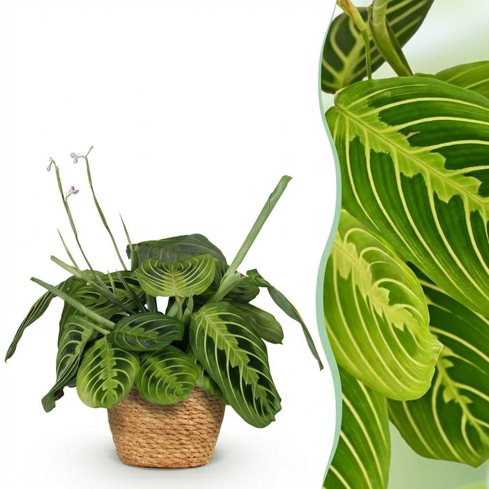 Maranta Fascinator Lemon Lime - Gebedsplant - met Mand - ↕25cm - Ø12cm