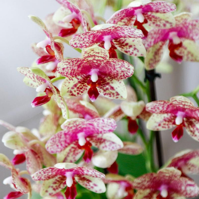 Oranje gele phalaenopsis orchidee potmaat Ø9cm | Grosseto | bloeiende kamerplant