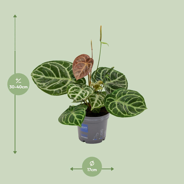Anthurium Crystal Hybride Compact - ↕40cm - Ø17cm