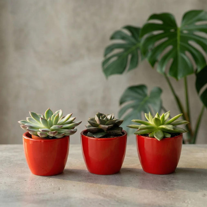 Vetplanten set van 3 met rode mini pot - ↕8–12cm - Ø6cm