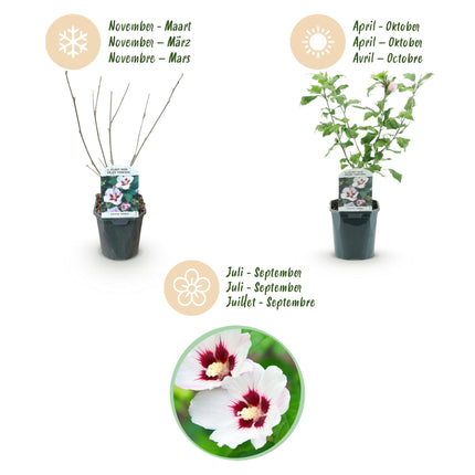Hibiscus syriacus Hamabo - Tuin Hibiscus - Wit - Roze - ↕45cm - Ø17cm - 3x