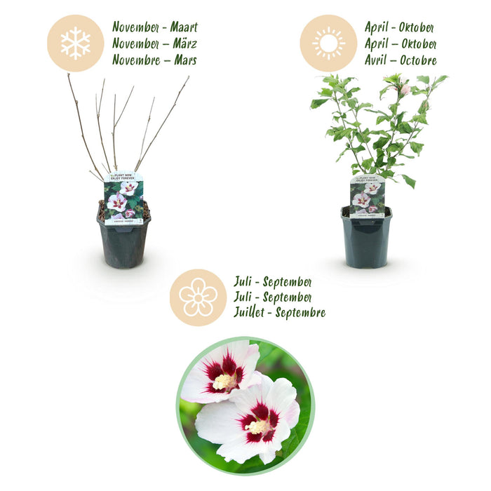 Hibiscus syriacus Hamabo - Tuin Hibiscus - Wit - Roze - ↕45cm - Ø17cm - 3x