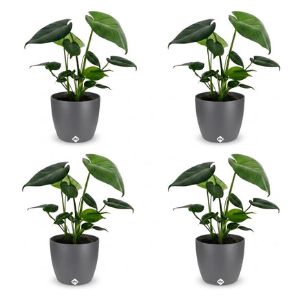 Monstera Deliciosa - Gatenplant - 4x- met Potter Grijs - Pot 12cm - Hoogte - 30cm