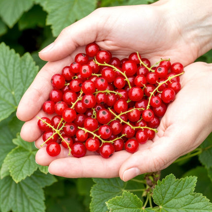 Ribes rubrum Jonkheer van Tets - Redcurrant - ↕30-35 cm - Ø9cm - 6x