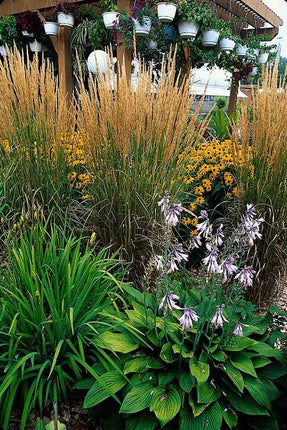 Calamagrostis Acutiflora 'Karl Foerster' - Struisriet - ↕10-25cm - Ø9cm - 48x