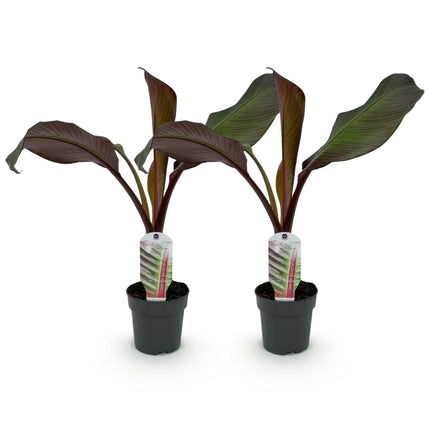Rode Bananenplant - Ensete ventricosum Maurelli - ↕30cm - Ø12cm - 2x