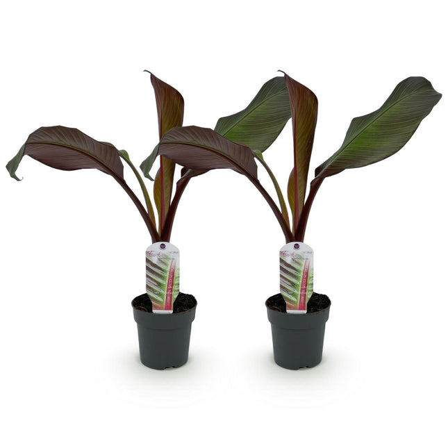 Pianta di banano rosso - Ensete ventricosum Maurelli - ↕30cm - Ø12cm - 2x