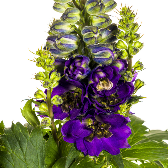 Delphinium Elatum Purple - ↕45-60cm - Ø19cm