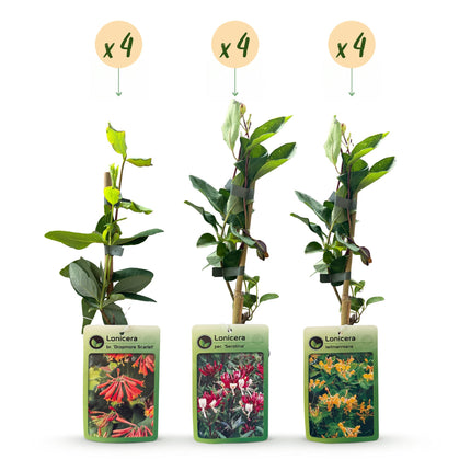 Lonicera Tricolour - Driekleurige kamperfoelie 12x - Rood - Paars - Oranje - Geel - Klimplant - Ø9cm - ↕35cm