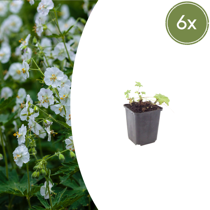 6x Geranium macr. 'White Ness' - ↕10-25cm - Ø9cm