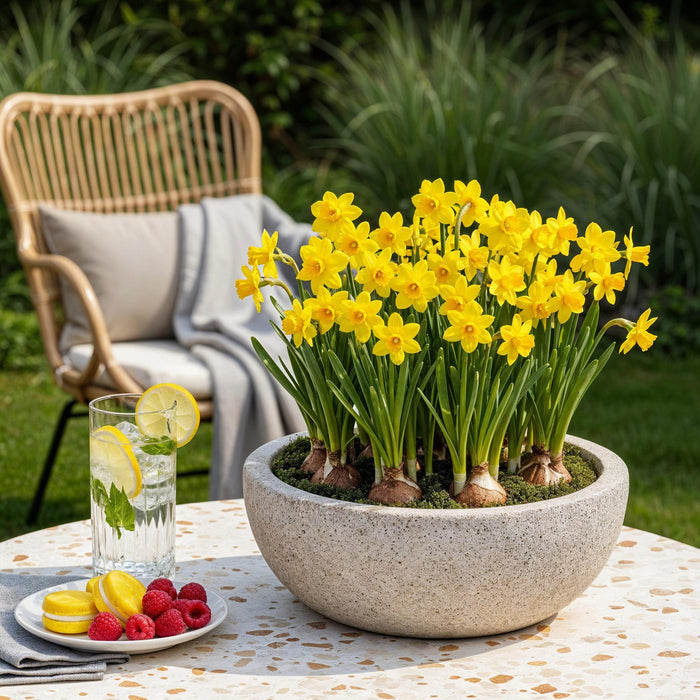 Bloembollen - Narcis Tete-A-Tete - Kleur Geel - 50 stuks - Bolmaat 10/12