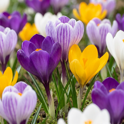 120x Crocus Large Flowering Mix - Bloembollen - Grootbloemige krokus mix - Diversen - Voorjaarsbloeier - Bolmaat 7/8