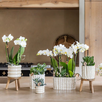Kolibri Orchids | Gift Set Oyster - Witte Phalaenopsis Orchidee Mineral Gibraltar & Succulenten