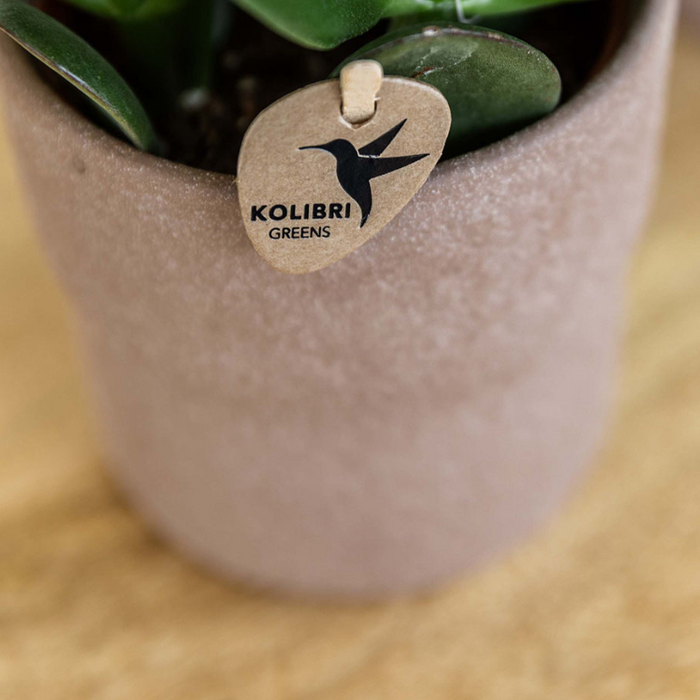 Set van Oranje orchidee Bolzano en succulenten in keramieken sierpotten - potmaat Ø9cm & Ø6cm | bloeiende kamerplant