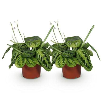 Maranta Fascinator Lemon Lime - Prayer plant - ↕30-35cm - Ø12cm - 2x