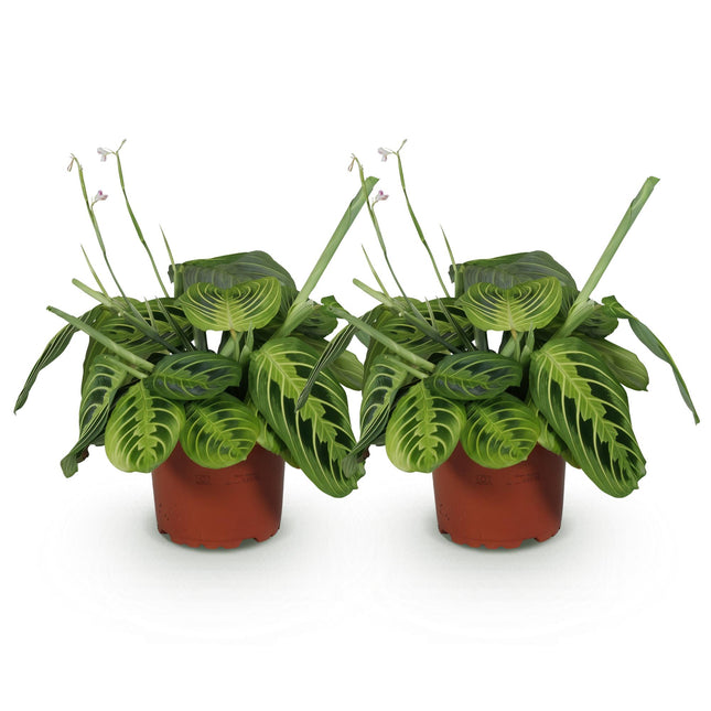 Maranta Fascinator Lemon Lime - Planta de oración - ↕30-35cm - Ø12cm - 2x
