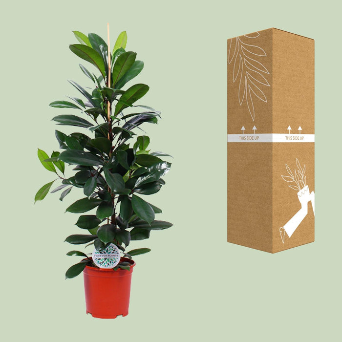 Ficus Cyathistipula - ↕105cm - Ø21cm