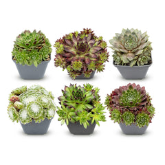 Collection image for: Sempervivum