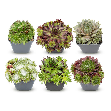 Sempervivum Big Sam - Ø7cm - ↕10-12cm - 6x