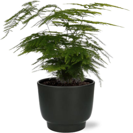 Asparagi Setaceus - ↕35cm - Ø12cm + Vaso Potenza Nero D13x11cm