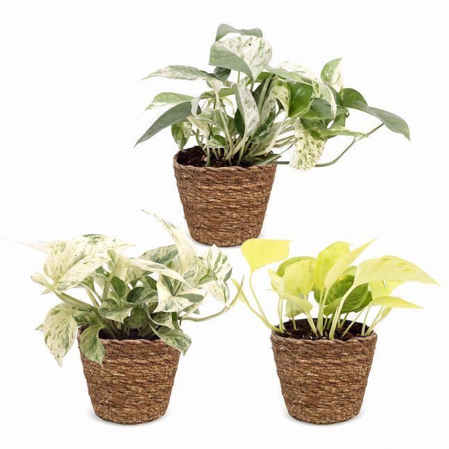 Epipremnum Tricolour 3x - Gul - Grön - Krämvit - Tropisk - inkl. korg - Ø6cm - ↕20-25cm