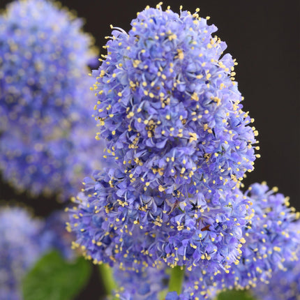Ceanothus thyrsiflorus Repens - American Lilac - Purple Flower - ↕90cm - Ø19cm