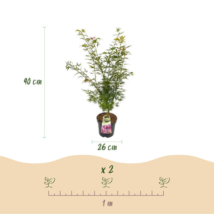 Acer palmatum Jerre Swarts - Japanse Esdoorn - Oranje-Rood - ↕90cm - Ø26cm