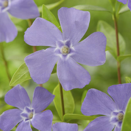 Vinca minor - Kleine Maagdenpalm - ↕10-25cm - Ø9cm - 48x
