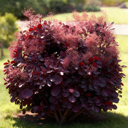 Cotinus coggygria Lilla - Røget Træ - Lilla - ↕35cm - Ø12cm