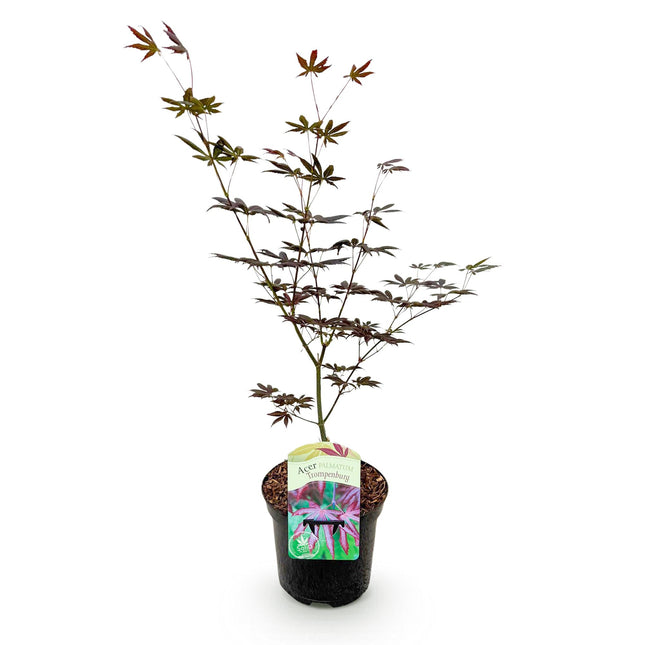Japanese Maple - Acer palmatum Trompenburg - Dark Purple - ↕70cm - Ø19cm