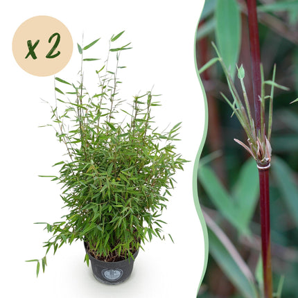 Fargesia nitida Red Dragon - Niet Woekerende Bamboe - ↕80cm - Ø23cm - 2x