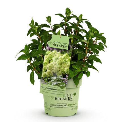 Hydrangea panniculata Groundbreaker Greeny - Pluimhortensia - Creme - ↕20-25cm - Ø14cm