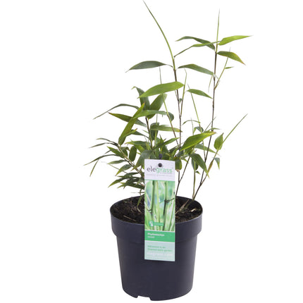Phyllostachys 'Bissetii' - Grönstamig bambu - ↕40cm - Ø14cm