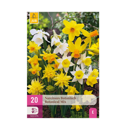 Bulbes de fleurs - Narcisses, mélange botanique - Jaune et blanc - 20 bulbes - Calibre 10/12 - Paquet XXL