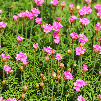 Armeria maritima 'Splendens' - Engels Gras - ↕10-25cm - Ø9cm - 12x