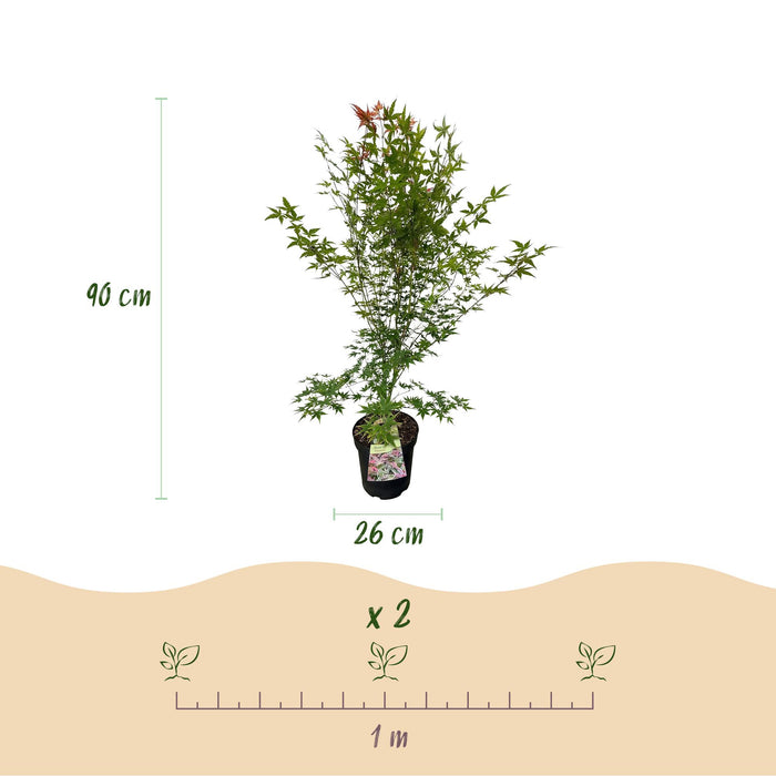 Acer palmatum Phoenix - Japanse Esdoorn - Groen - Rood - ↕90cm - Ø26cm