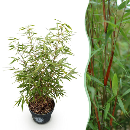 Fargesia scabrida Asian Wonder - Niet Woekerende Bamboe - ↕80cm - Ø23cm