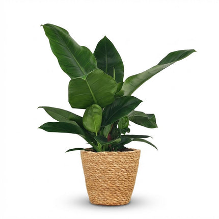 Philodendron Imperial Green - met Mand - ↕65cm - Ø19cm