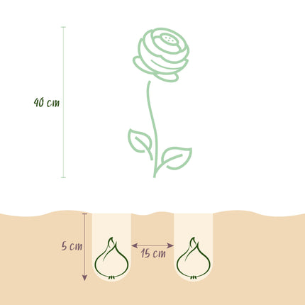 Bulbes de fleurs - Renoncules mélangées - Couleurs variées - 40 bulbes - Calibre 5/6 - Paquet XXL