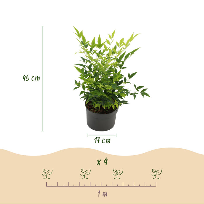 Nandina Lemon & Lime - Geel - 1 Plant - Groenblijvend - Weinig Onderhoud - Pot 17cm Hoogte 45cm