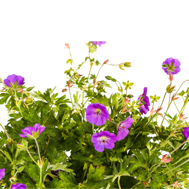 Geranium Rozanne Purple - ↕20-30cm - Ø19cm